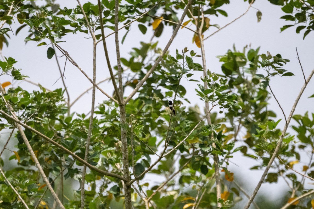 Tricolored Munia - ML641213311