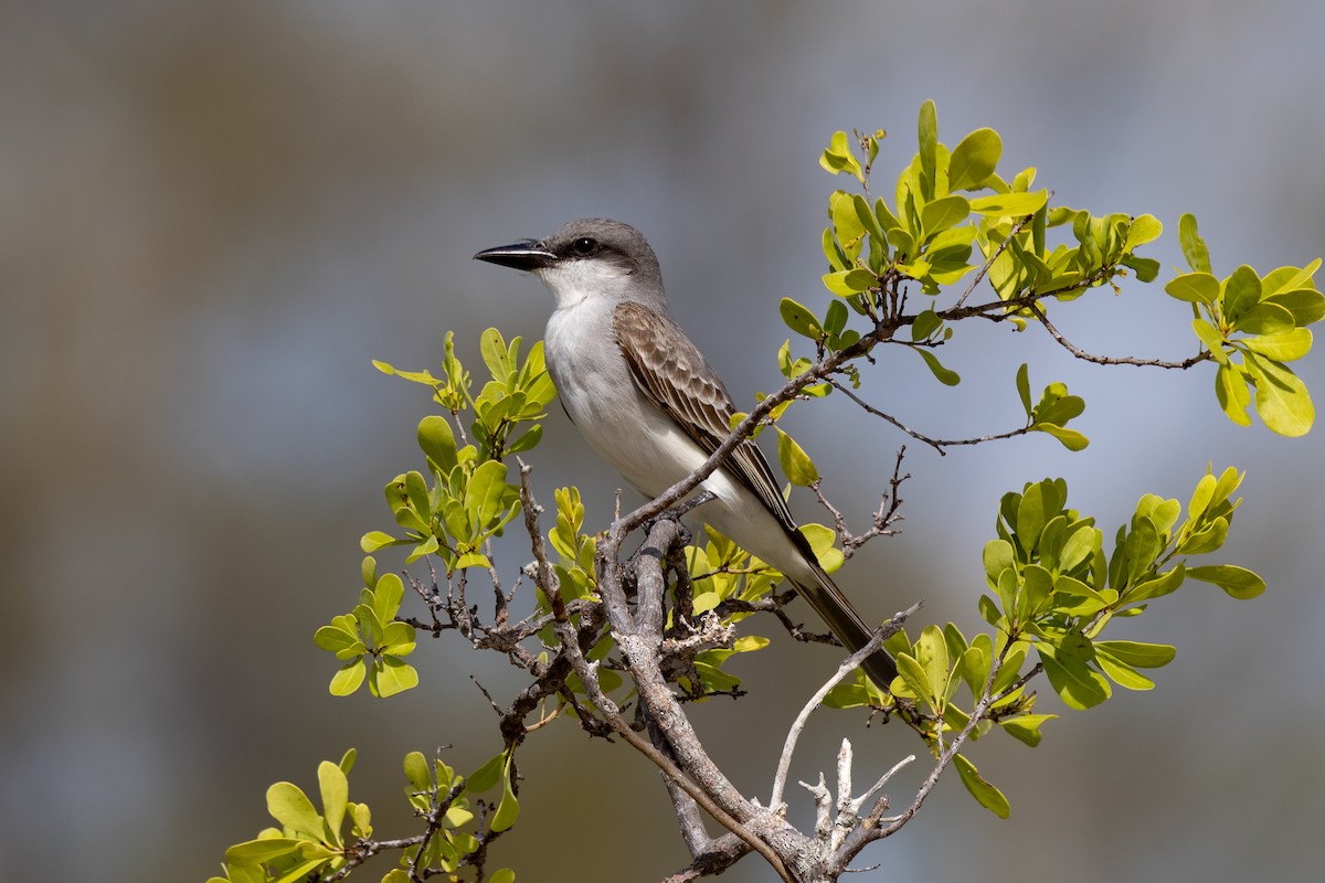 Gray Kingbird - ML641213343