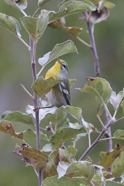 Northern Parula - ML641213370