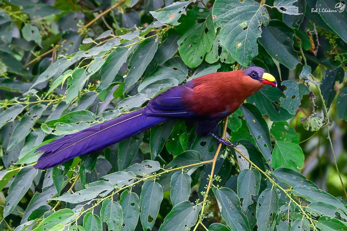 Yellow-billed Malkoha - ML641213375