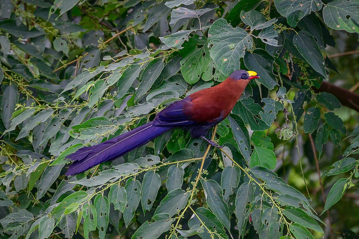 Yellow-billed Malkoha - ML641213376