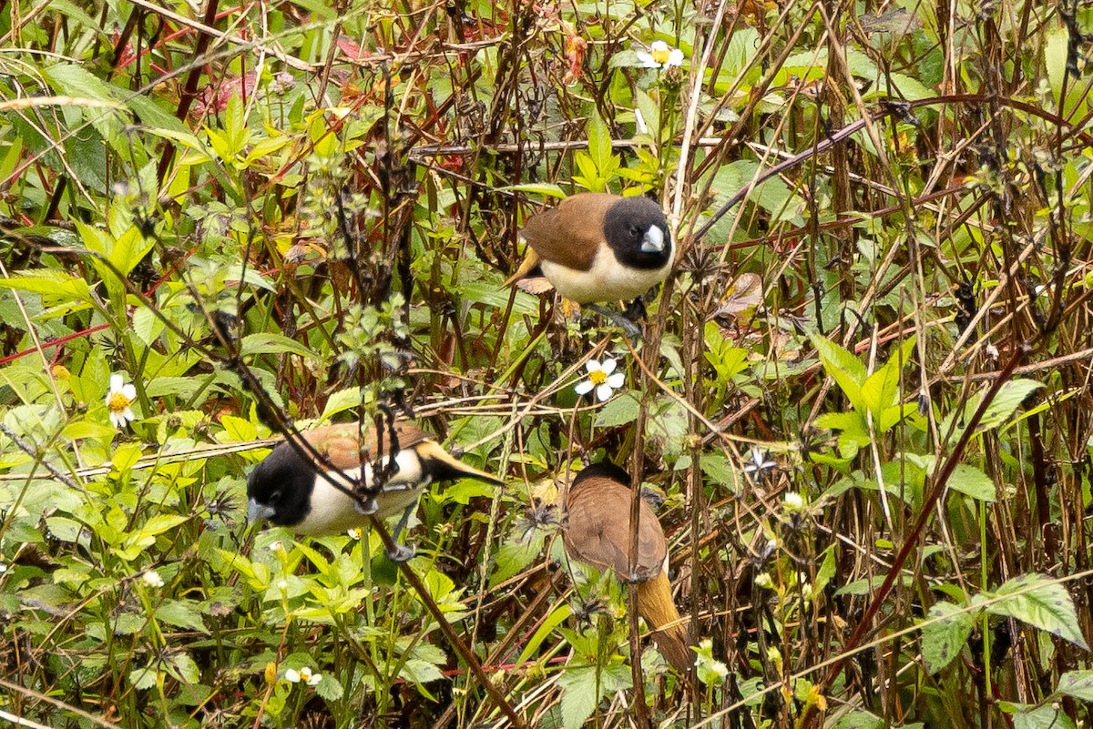 Hooded Munia - ML641213398