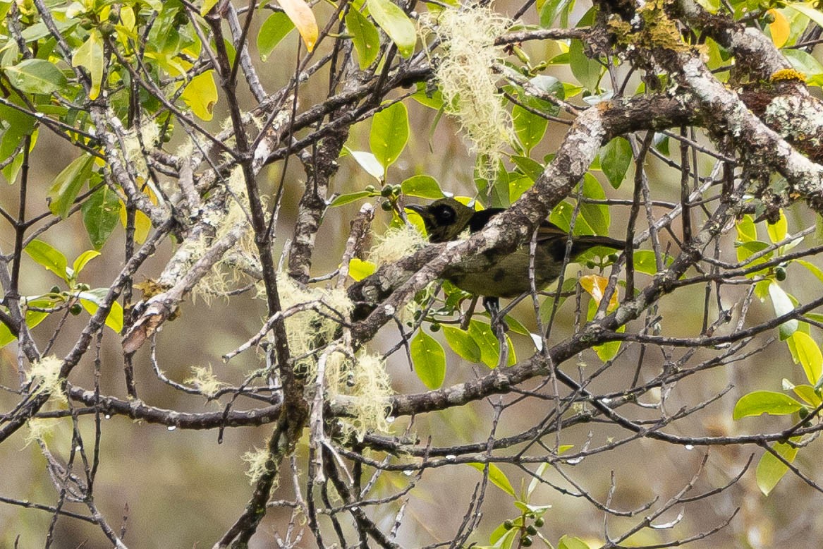Loria's Satinbird - ML641213425