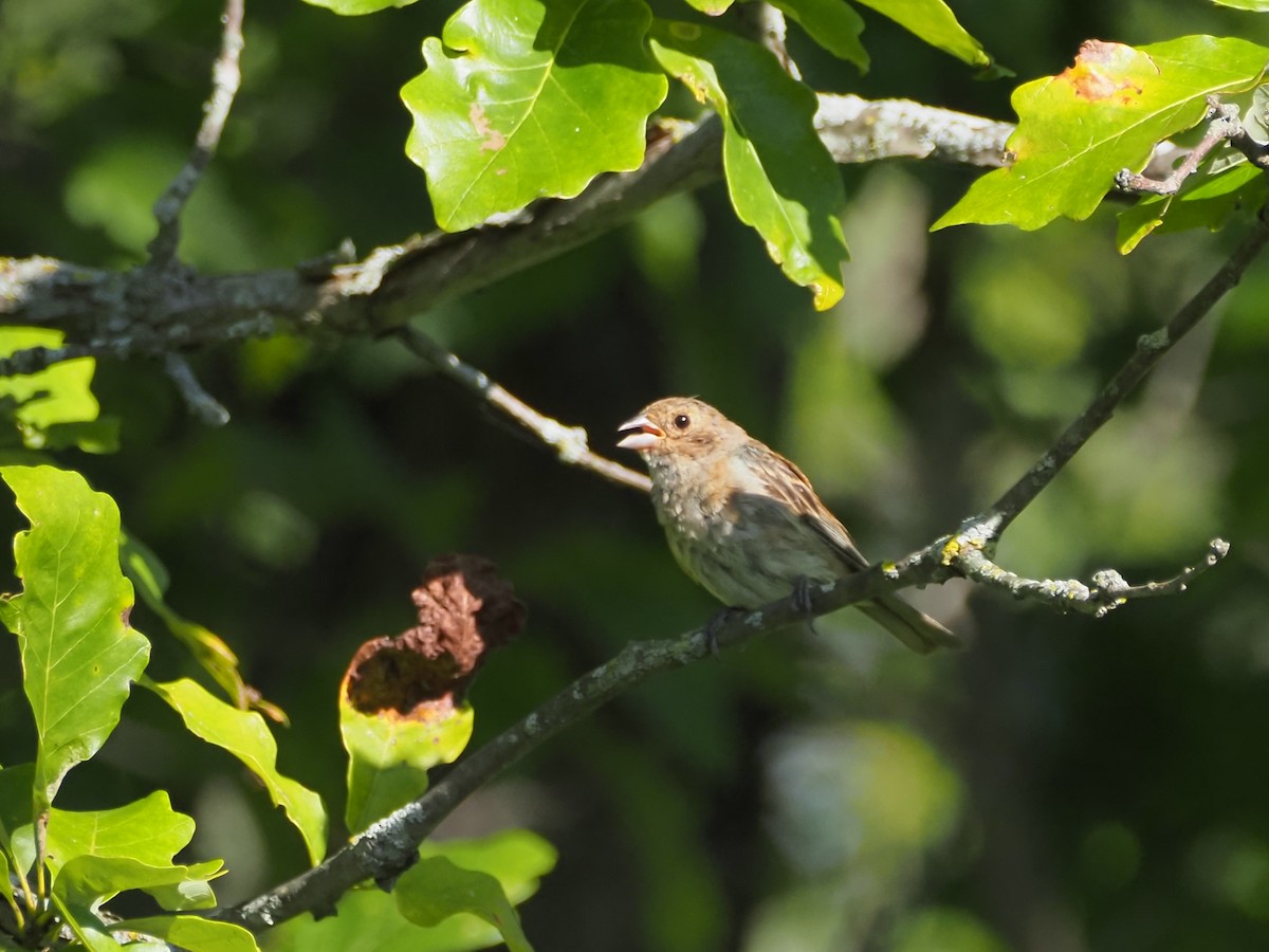 Indigo Bunting - ML641213454