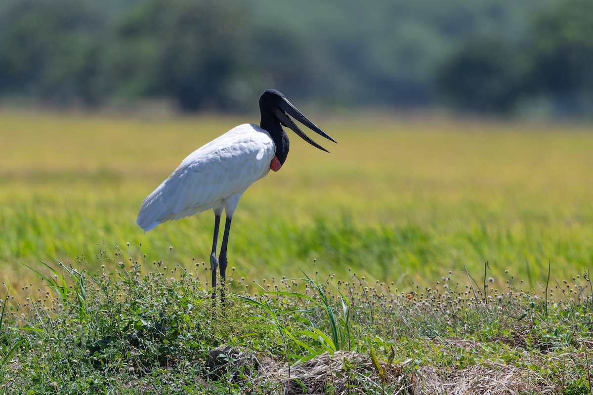 Jabiru amerikarra - ML641213462