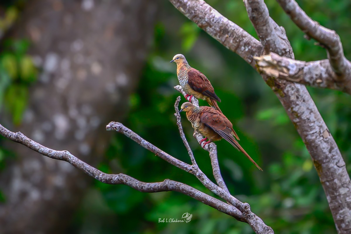 Sultan's Cuckoo-Dove (Sulawesi) - ML641213485