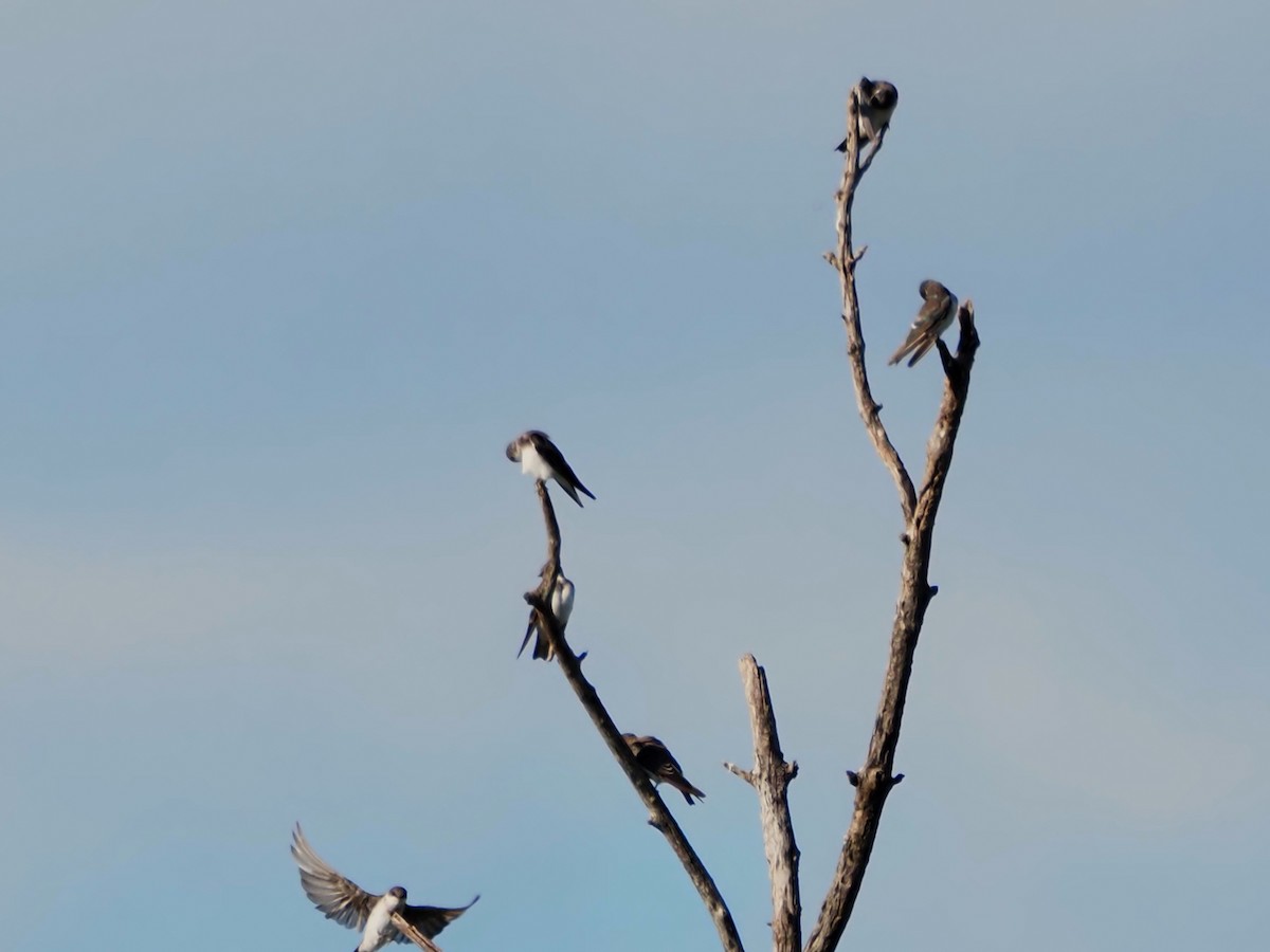 Tree Swallow - ML641213499