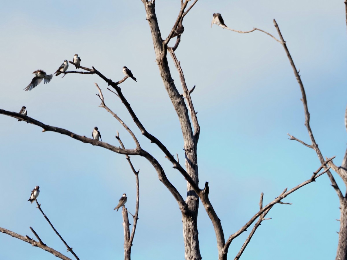 Tree Swallow - ML641213500