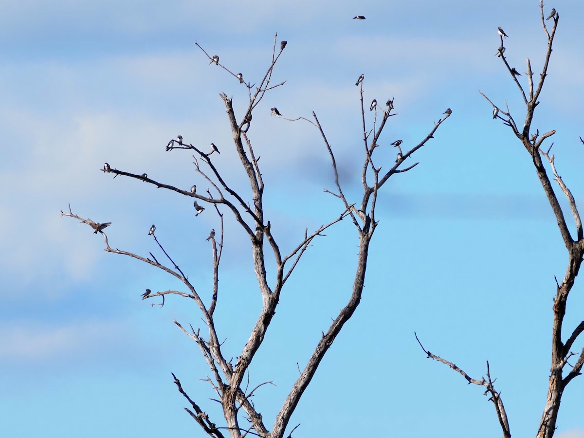 Tree Swallow - ML641213501
