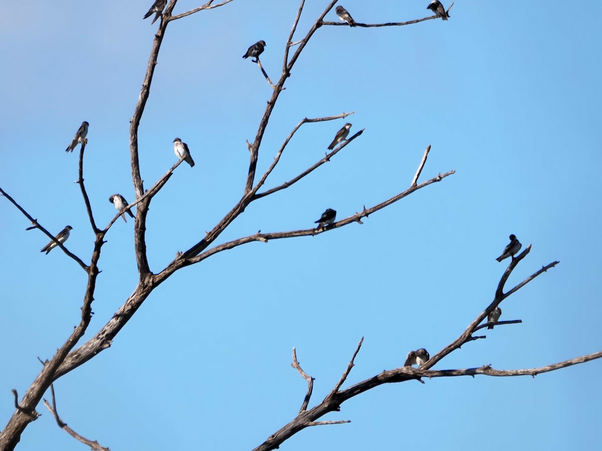 Tree Swallow - ML641213502