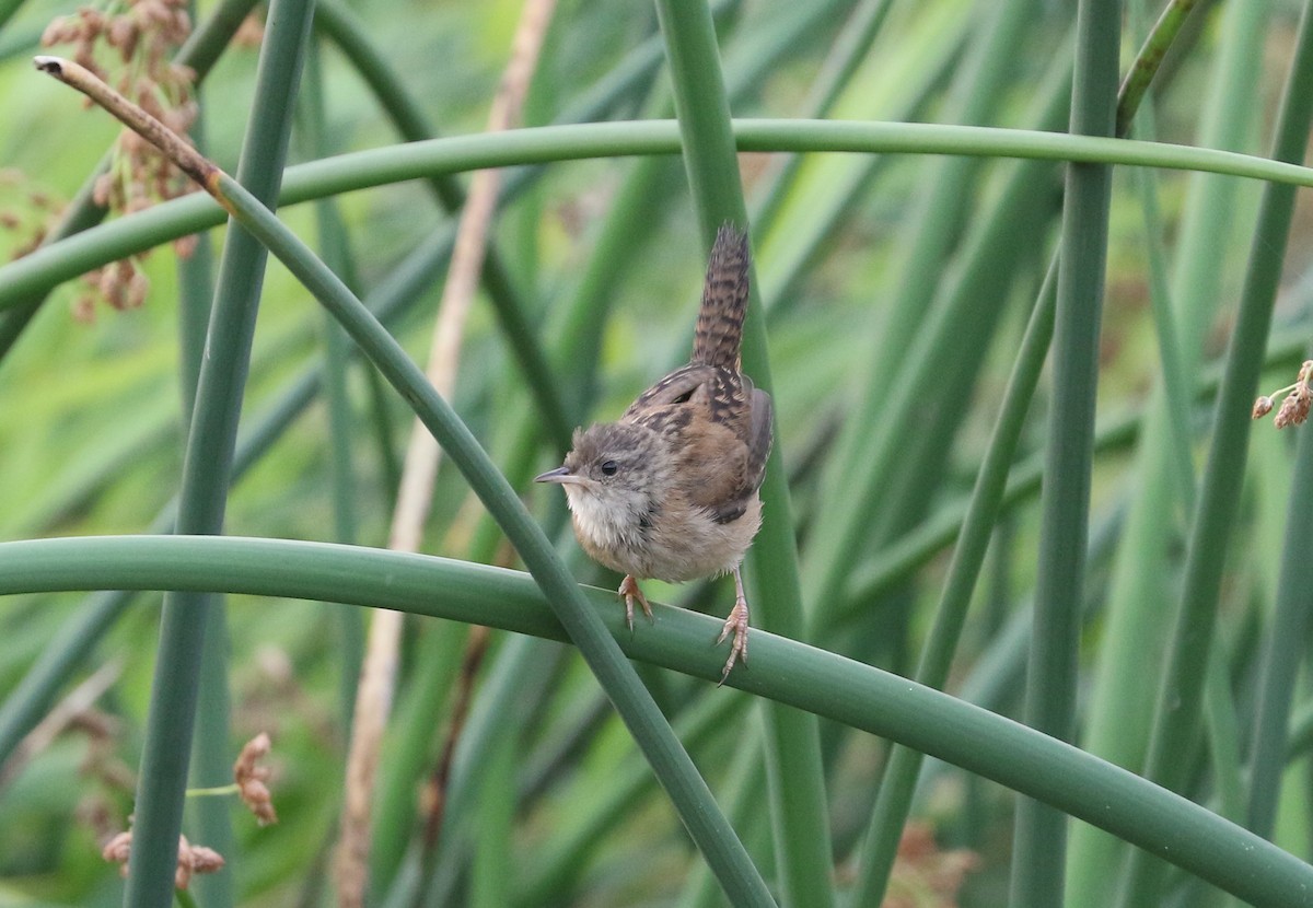 Marsh Wren - ML641213506