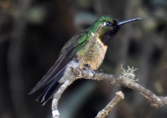 Amethyst-throated Sunangel - ML641213514