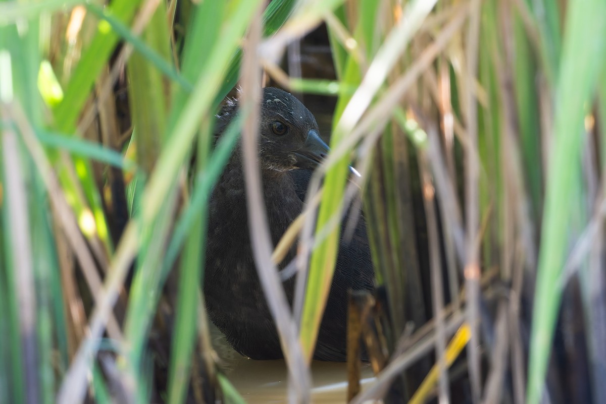 Spotted Rail - ML641213534