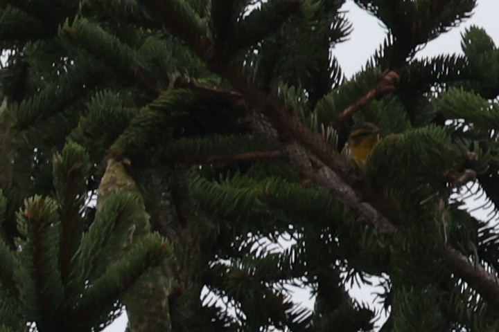 Blackburnian Warbler - ML641213537