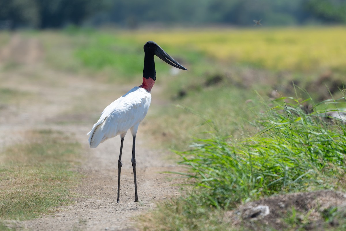Jabiru amerikarra - ML641213538