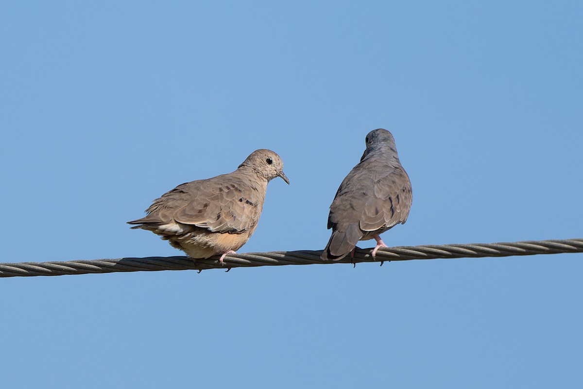 Plain-breasted Ground Dove - ML641213571