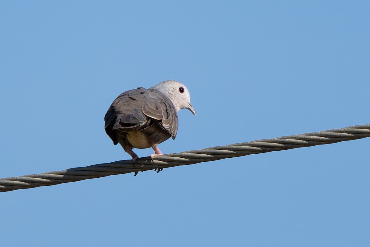Plain-breasted Ground Dove - ML641213575