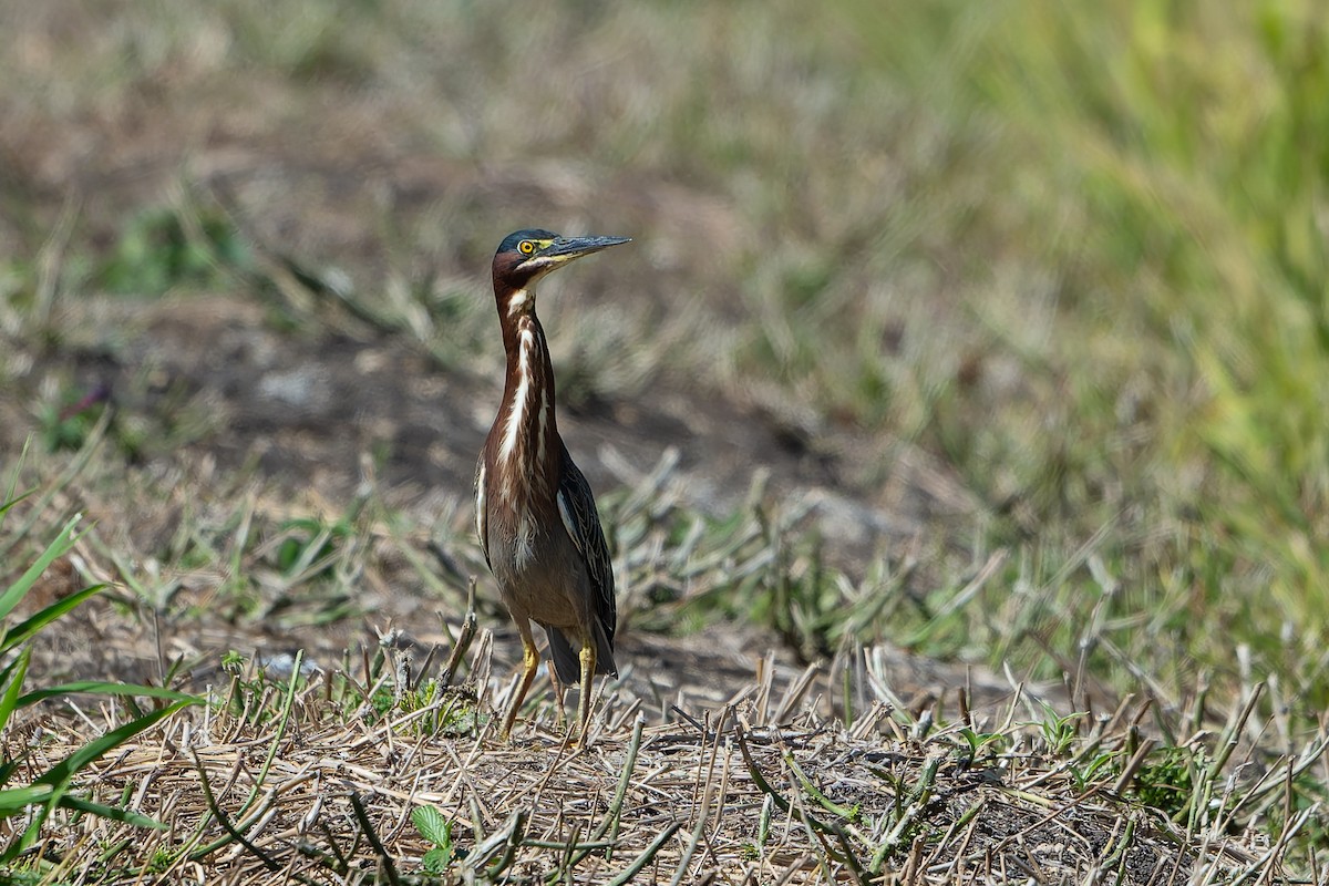 Koartzatxo berdea - ML641213585
