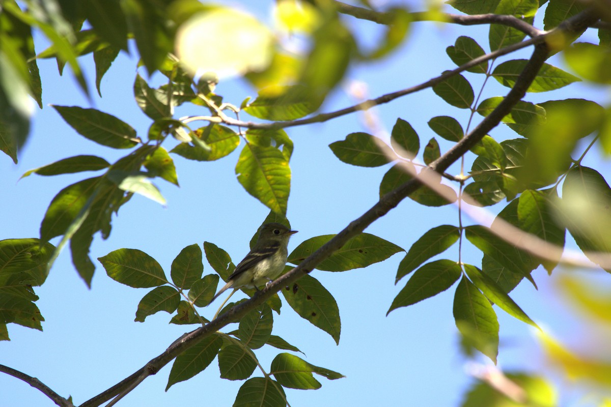 Sarı Karınlı Boreal Sinekkapan - ML641213587