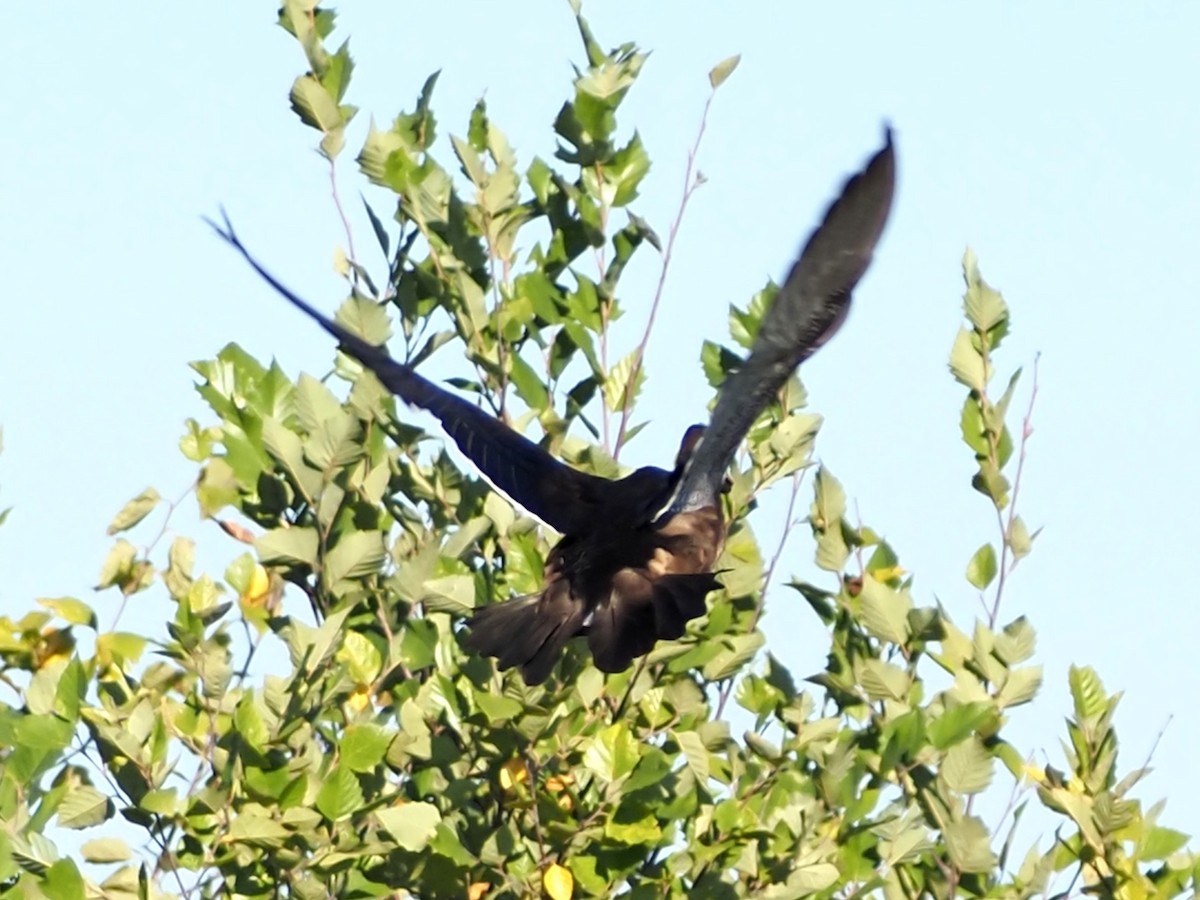 Wood Duck - ML641213597
