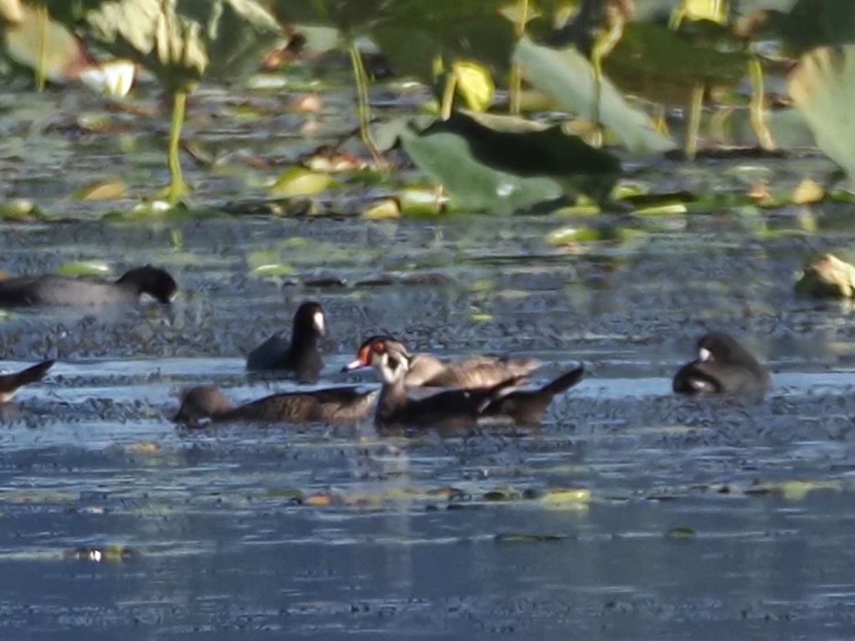 Wood Duck - ML641213598
