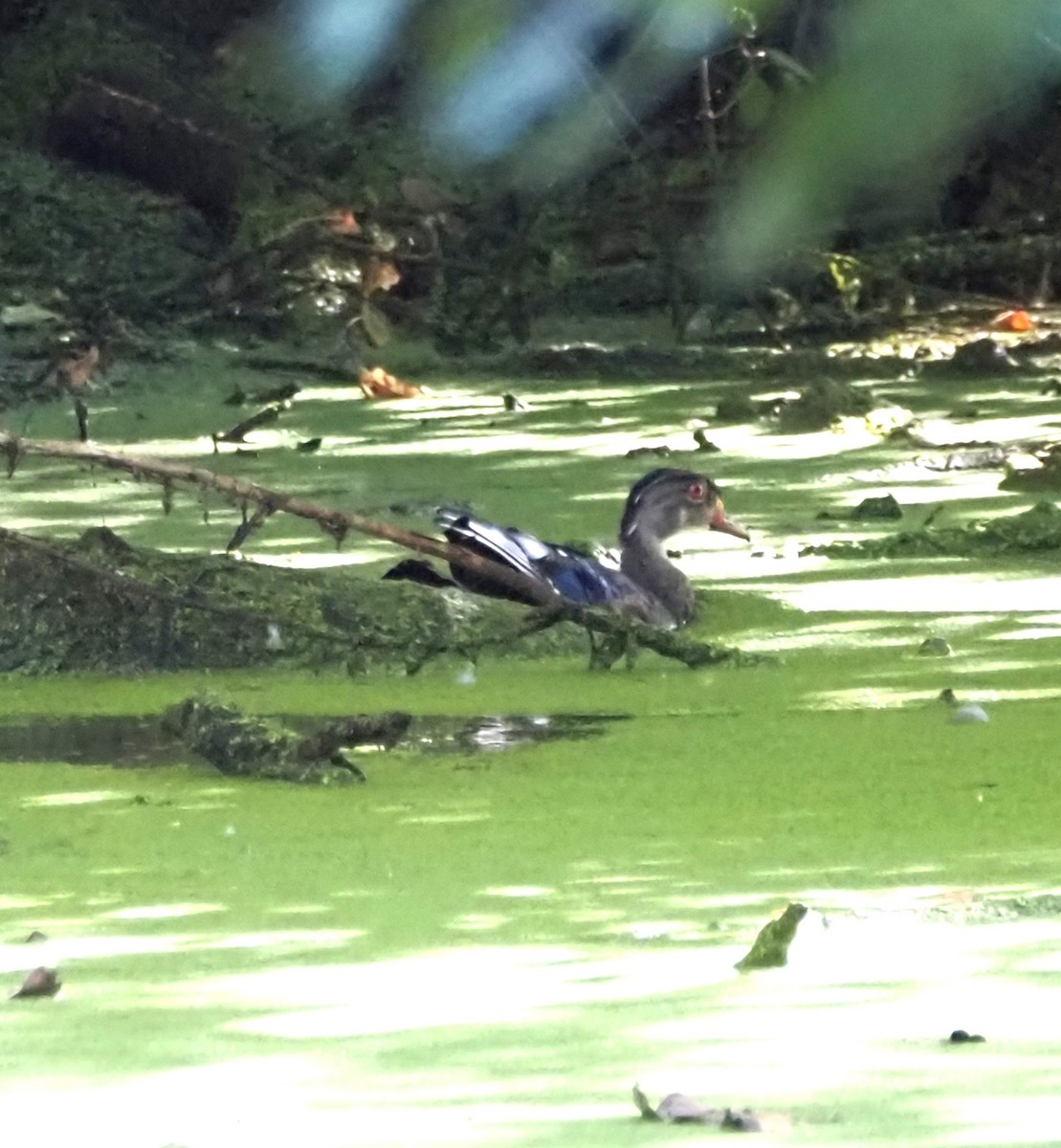 Wood Duck - ML641213599