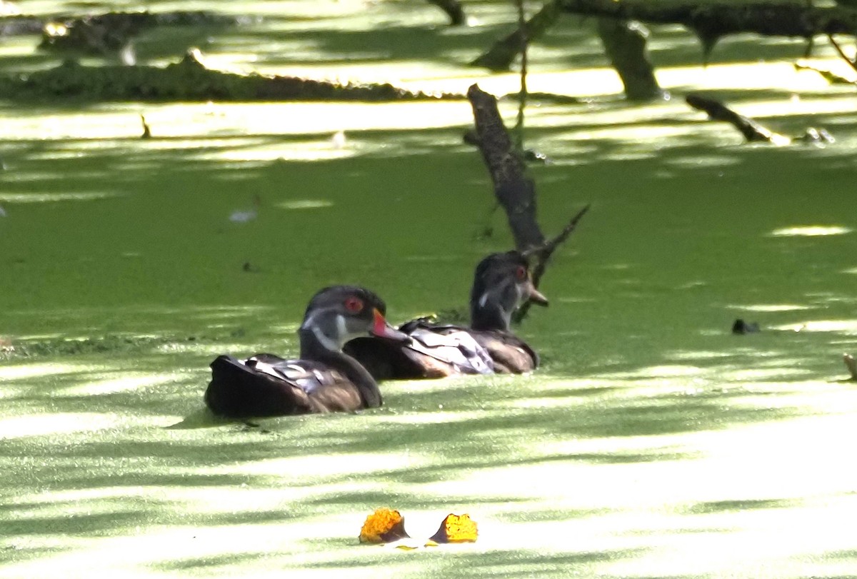 Wood Duck - ML641213600