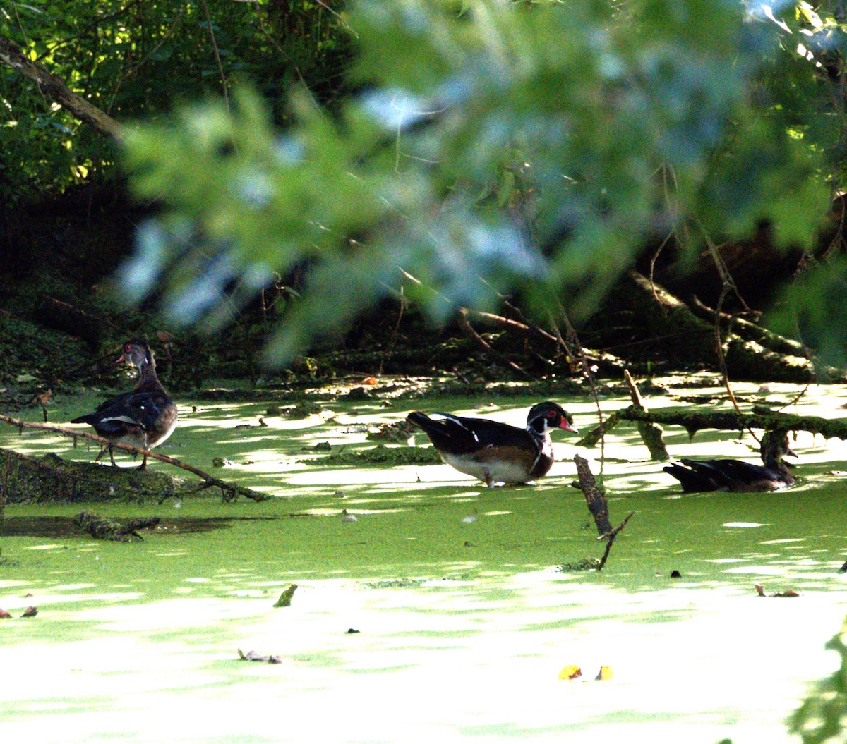 Wood Duck - ML641213601