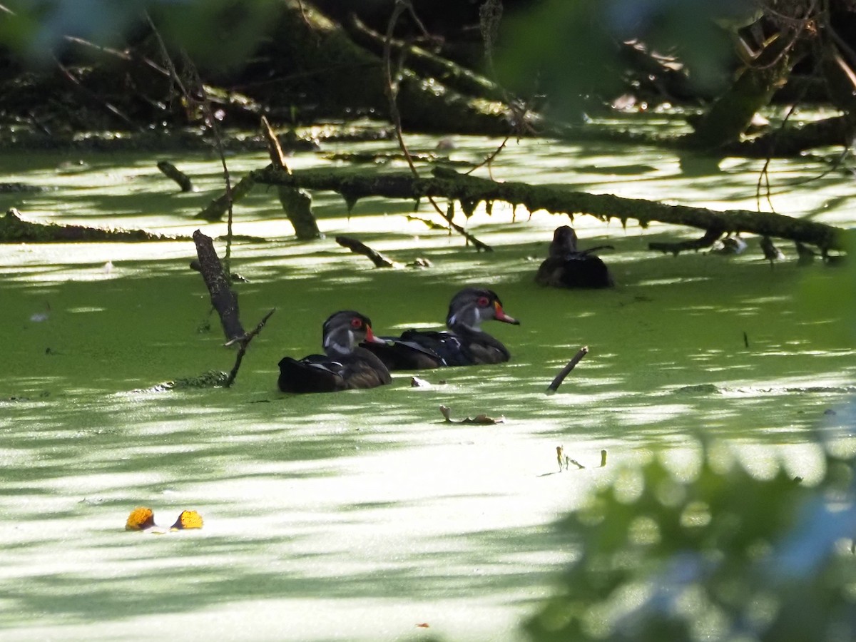 Wood Duck - ML641213603
