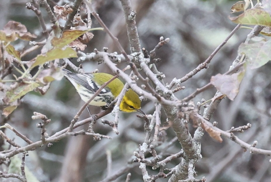 Black-throated Green Warbler - ML641213606