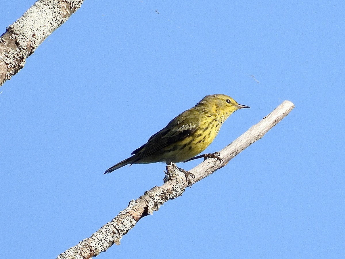 Cape May Warbler - ML641213610