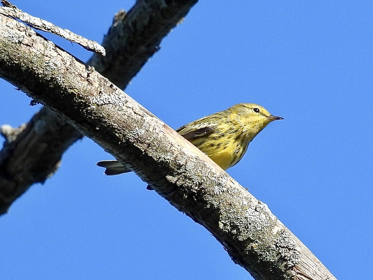 Cape May Warbler - ML641213611