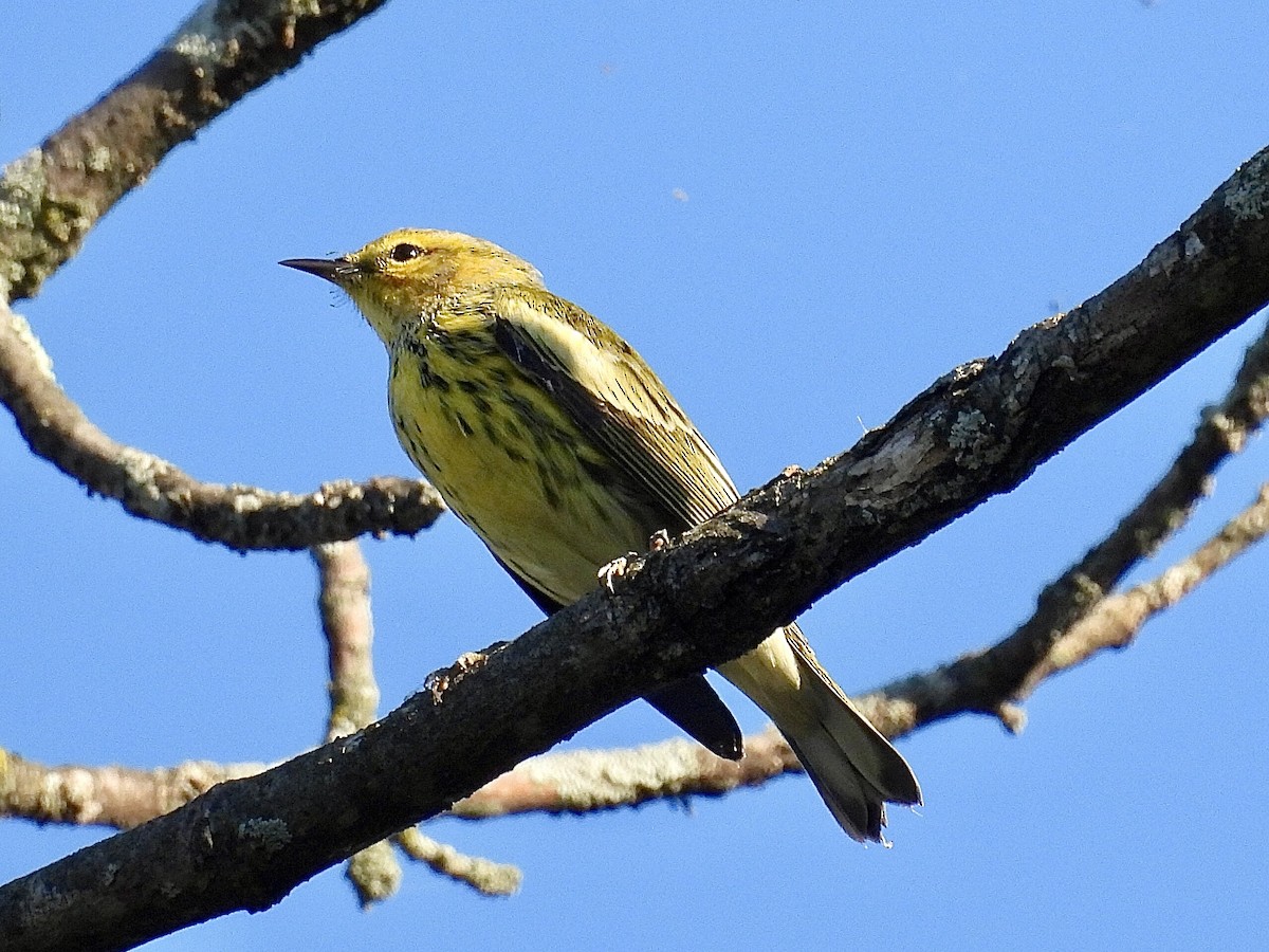 Cape May Warbler - ML641213612