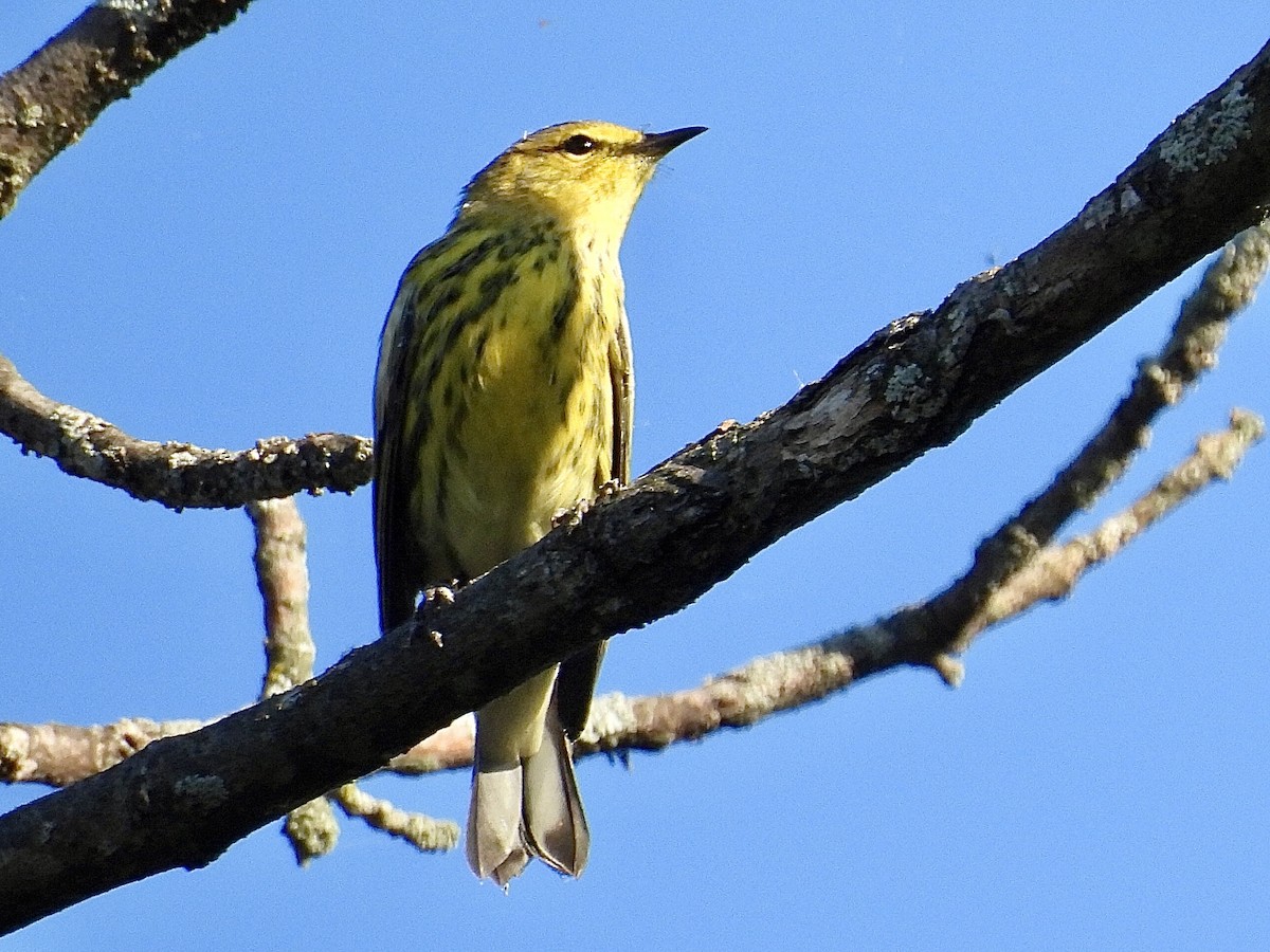 Cape May Warbler - ML641213613