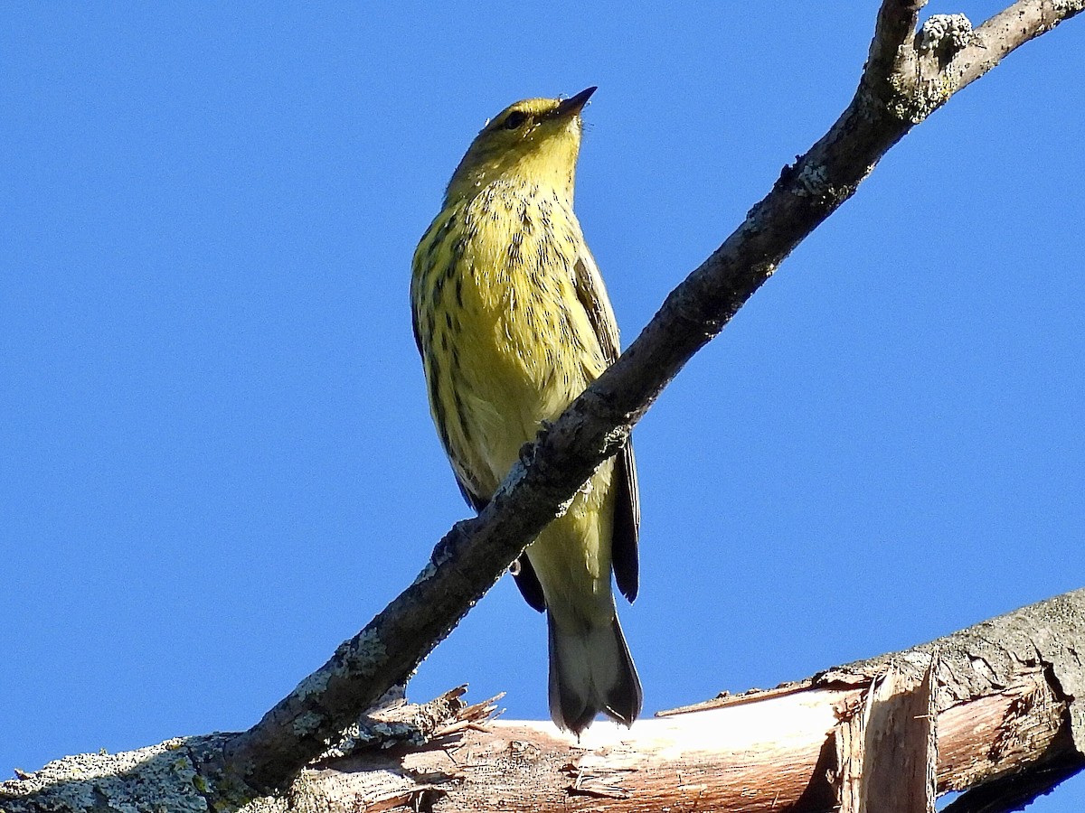 Cape May Warbler - ML641213614