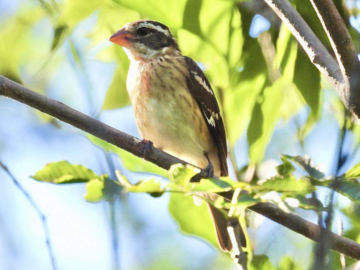 Rose-breasted Grosbeak - ML641213618