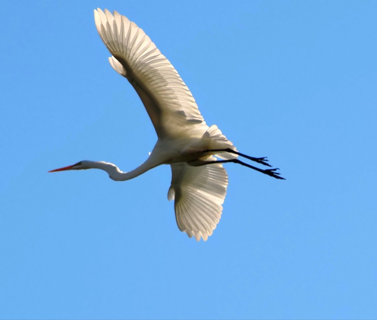 Great Egret - ML641213632