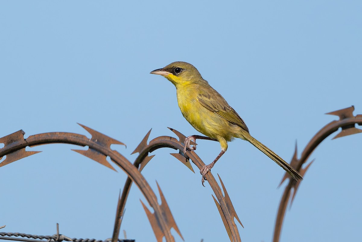 Gray-crowned Yellowthroat - ML641213636