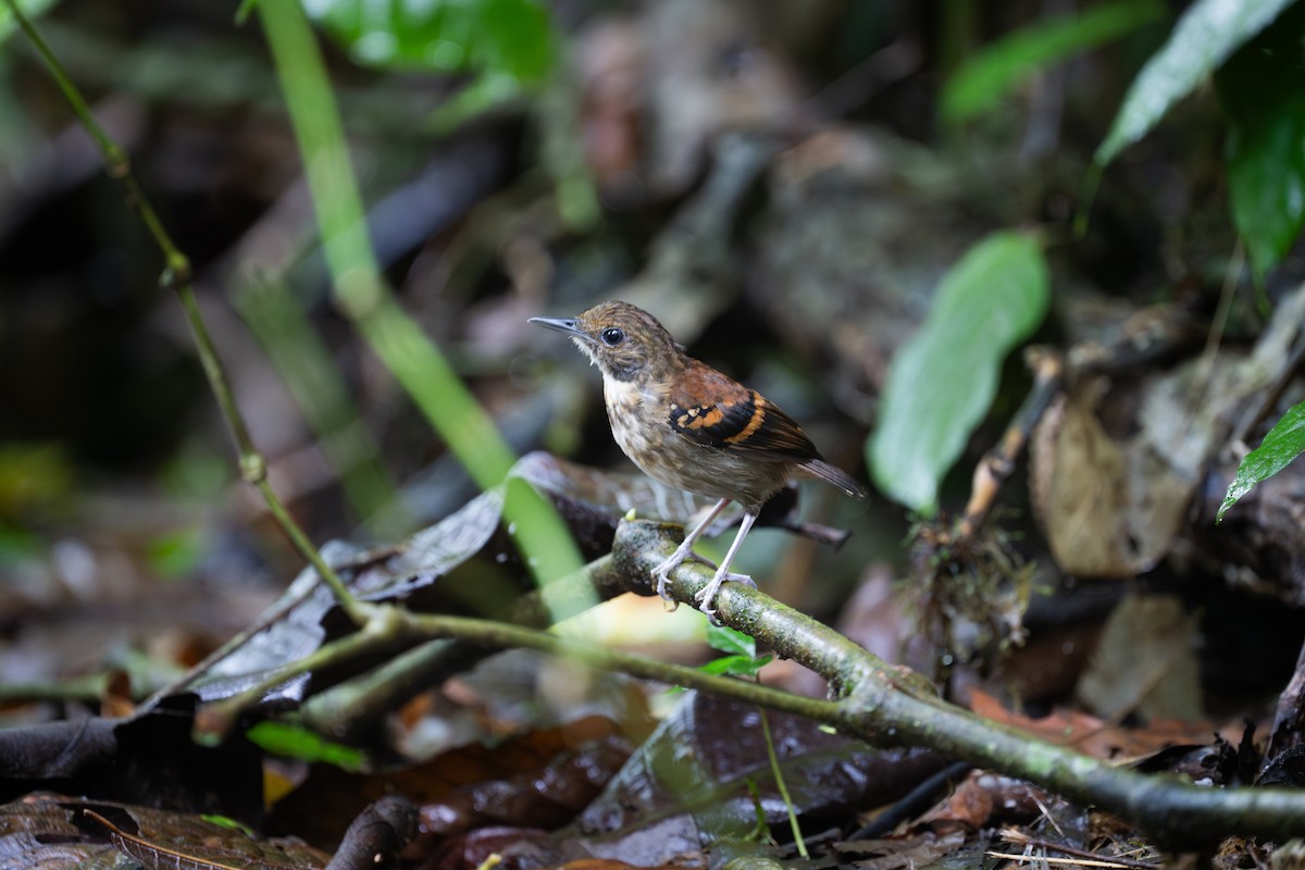 Spotted Antbird - ML641213637
