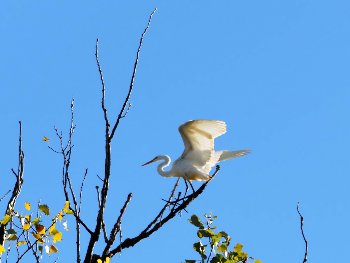 Great Egret - ML641213642