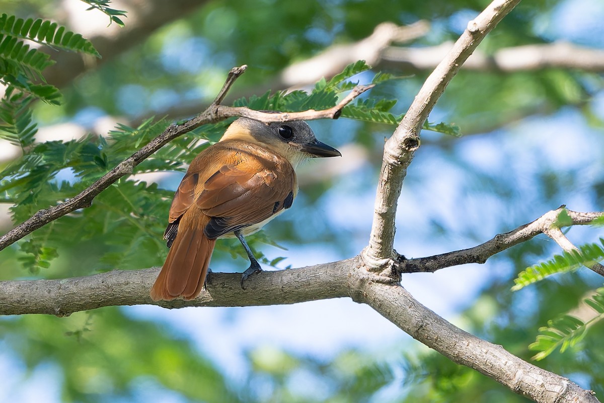 Rose-throated Becard - ML641213652