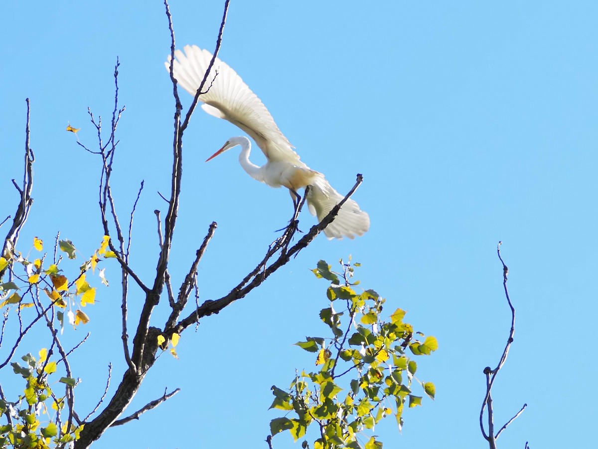 Great Egret - ML641213654