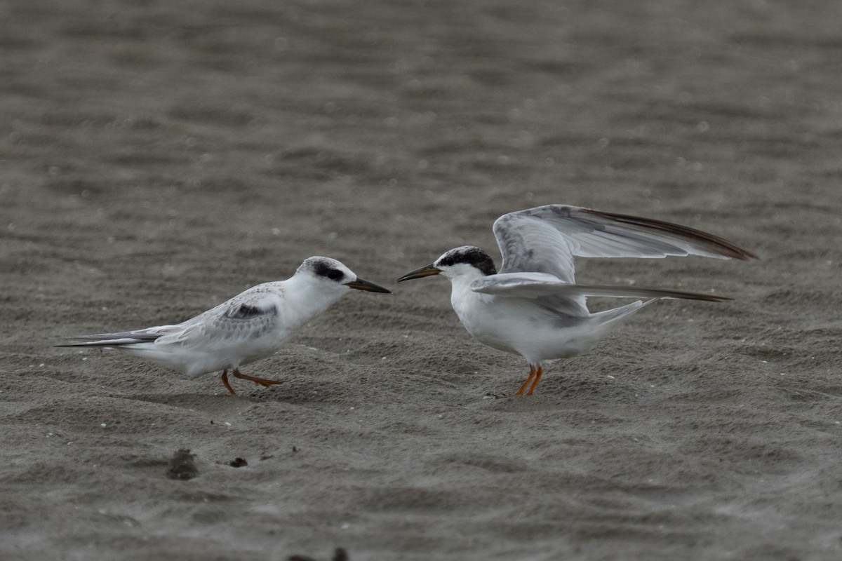 Least Tern - ML641213663