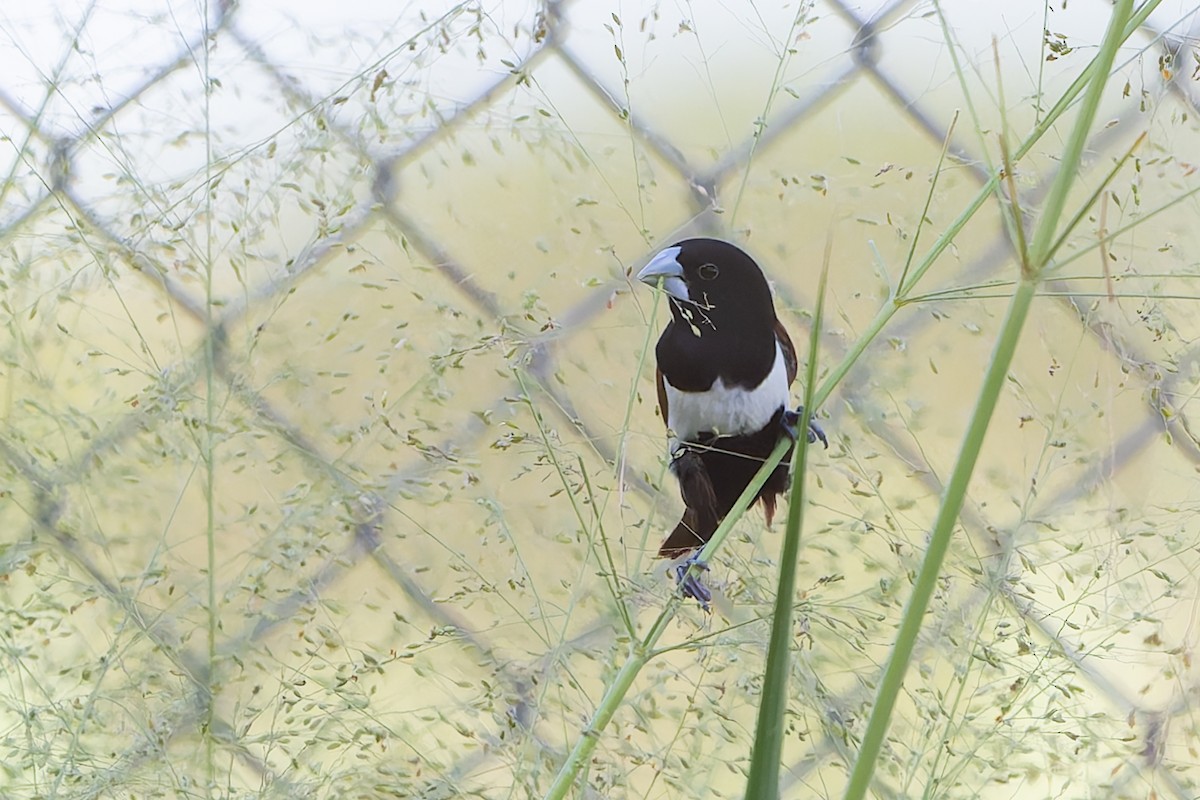 Tricolored Munia - ML641213664