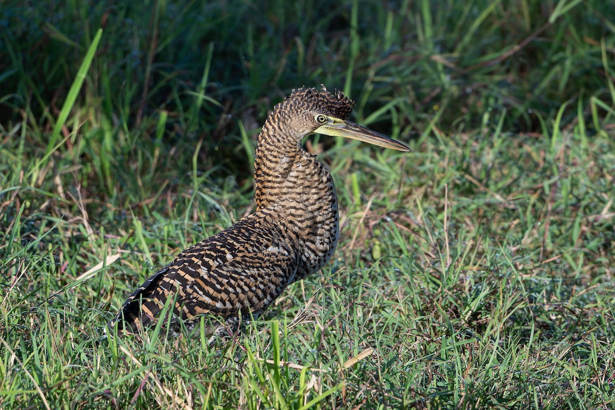 Bare-throated Tiger-Heron - ML641213675