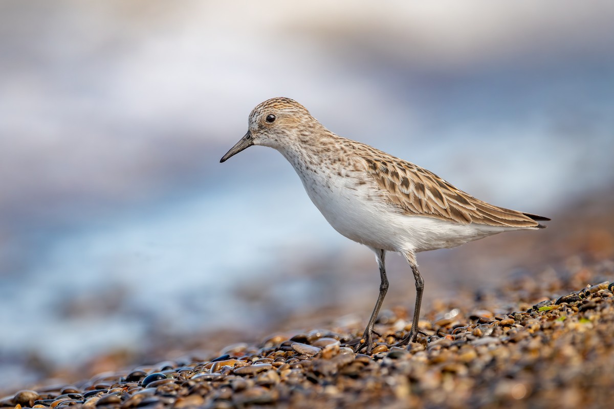 Semipalmated Sandpiper - ML641213690