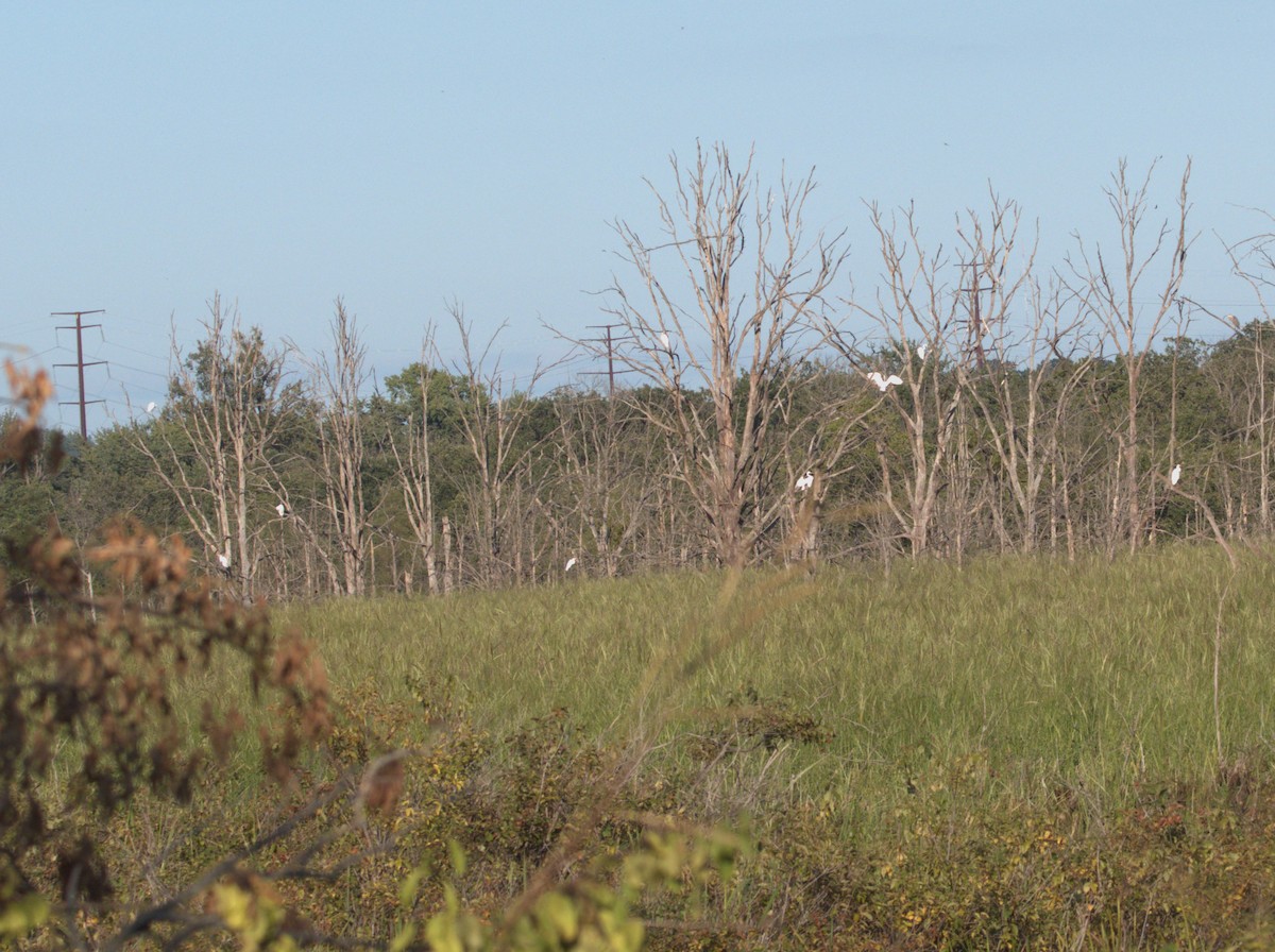 Great Egret - ML641213697
