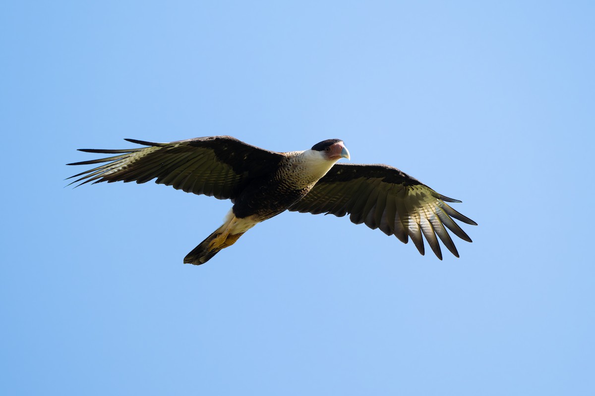 Crested Caracara - ML641213698