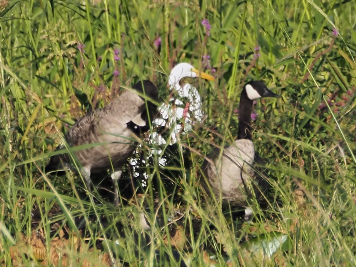 Great Egret - ML641213710