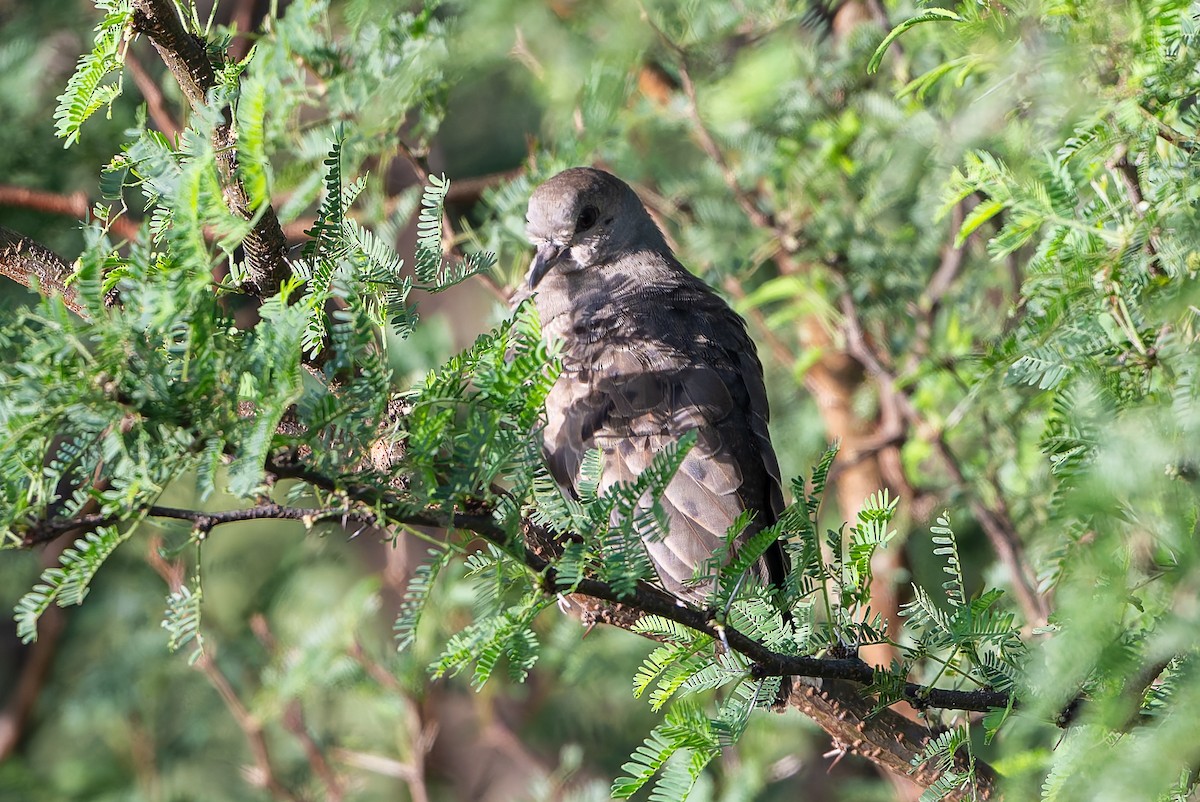 Plain-breasted Ground Dove - ML641213714
